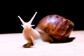 养殖白玉蜗牛犯法吗-养殖100组1万只白玉蜗牛一年能赚多少钱？