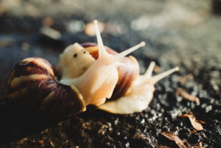 养殖白玉蜗牛犯法吗-养殖100组1万只白玉蜗牛一年能赚多少钱？